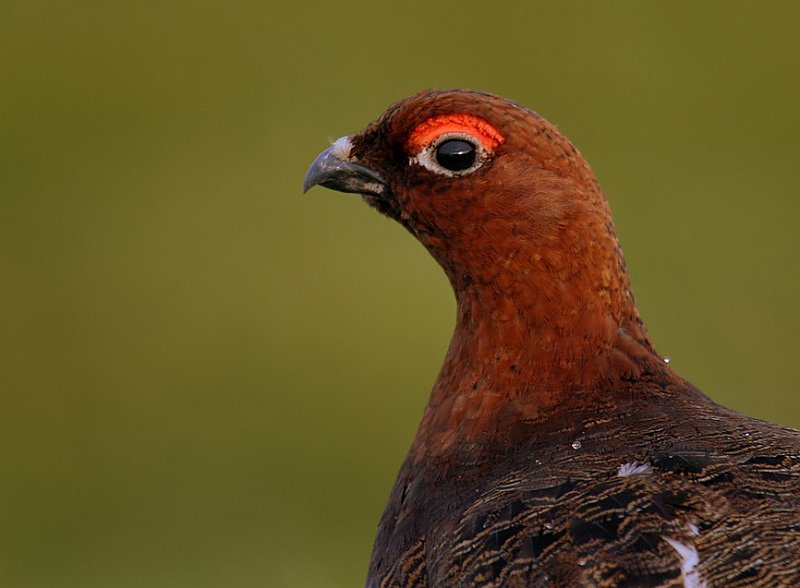 lirype 044 stegg.JPG